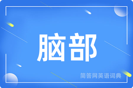 脑部