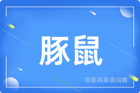 豚鼠用英语怎么说,豚鼠的英语翻译 豚鼠