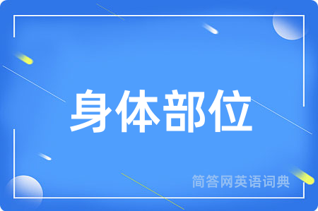 身体部位