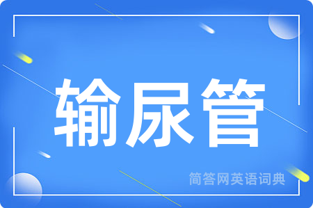 输尿管