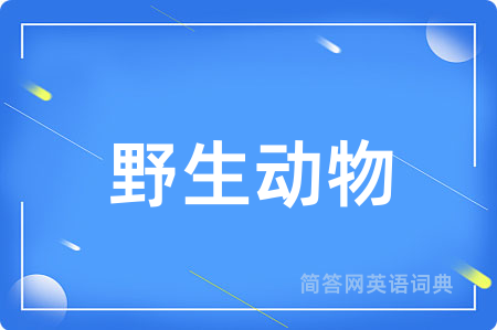 野生动物