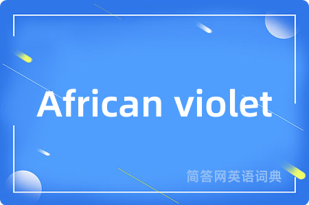 African violet
