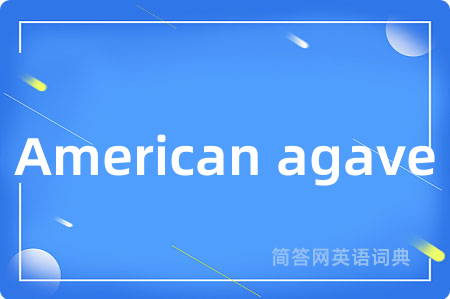 American agave
