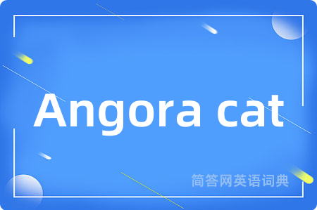Angora cat