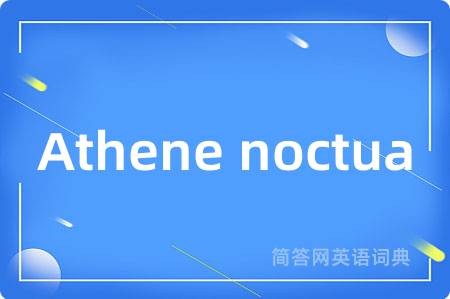 Athene noctua