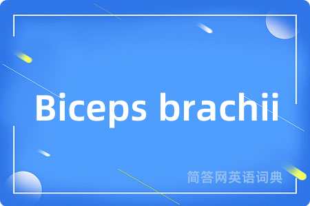 Biceps brachii是什么意思,Biceps brachii的中文翻译 Biceps brachii
