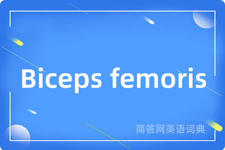 Biceps femoris