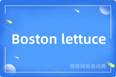 Boston lettuce