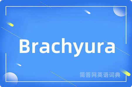 Brachyura是什么意思,Brachyura的中文翻译 Brachyura