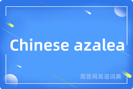 Chinese azalea