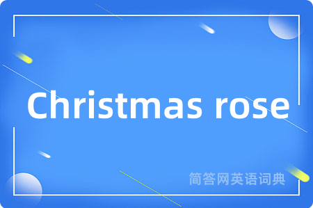 Christmas rose