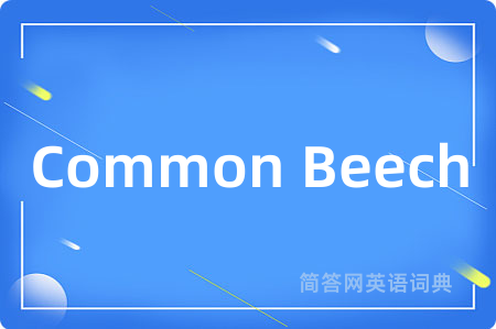 Common Beech