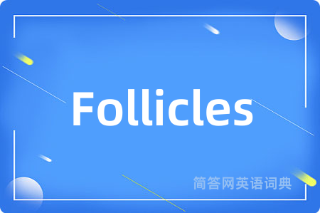 Follicles是什么意思,Follicles的中文翻译 Follicles