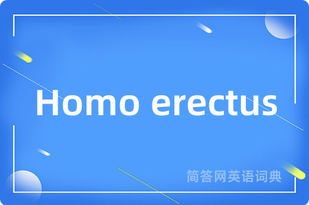 Homo erectus