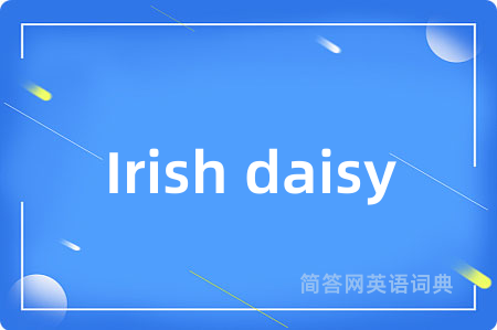 Irish daisy