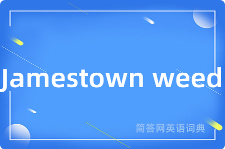Jamestown weed
