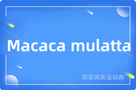 Macaca mulatta