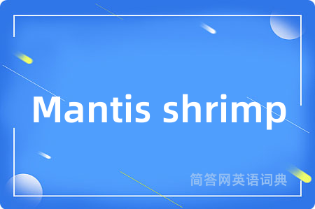 Mantis shrimp