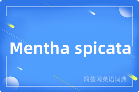 Mentha spicata