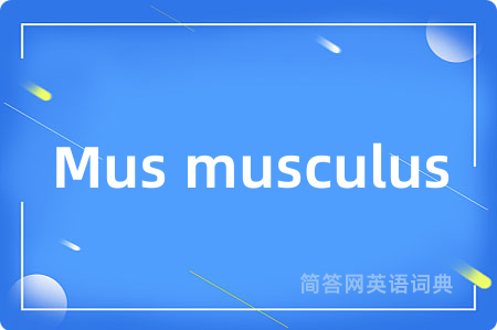 Mus musculus