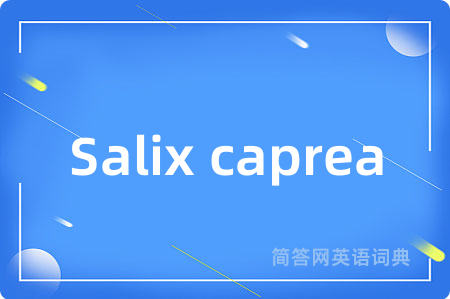 Salix caprea
