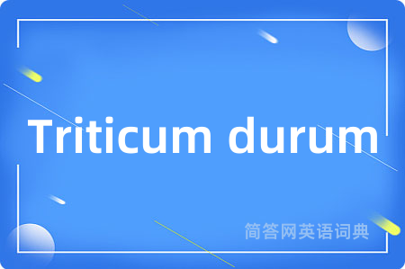 Triticum durum