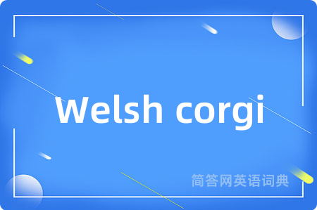 Welsh corgi