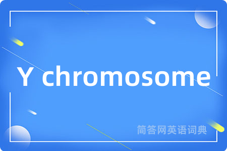 Y chromosome