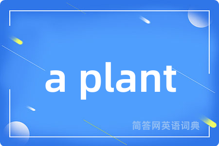 a plant