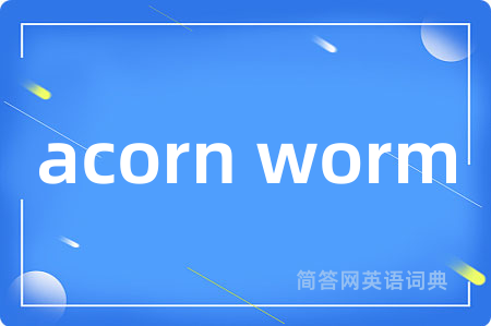 acorn worm