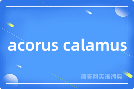 acorus calamus