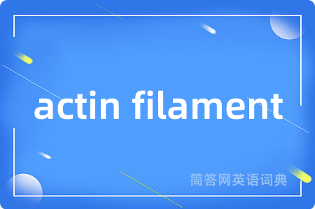 actin filament