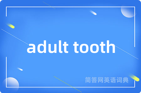 adult tooth