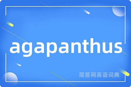 agapanthus