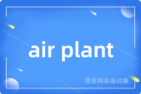 air plant