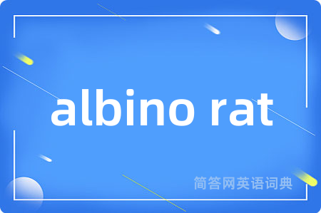 albino rat