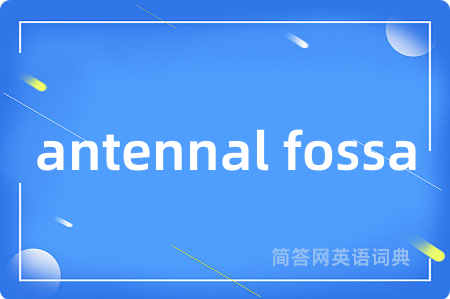 antennal fossa