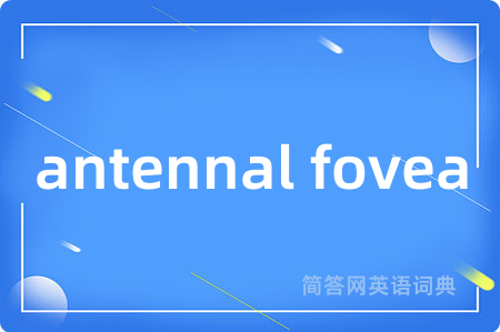 antennal fovea