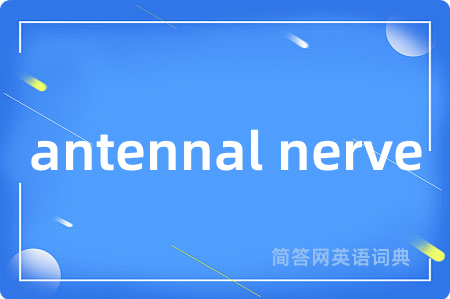 antennal nerve