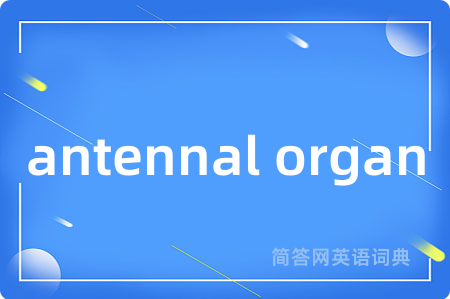 antennal organ