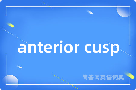 anterior cusp