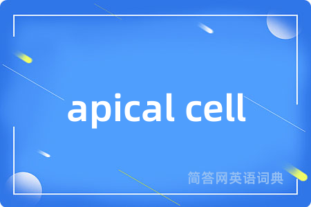 apical cell