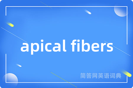 apical fibers