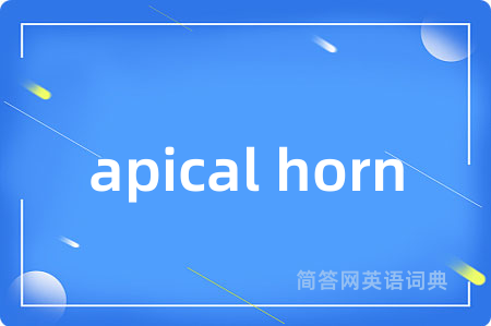 apical horn