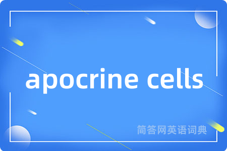 apocrine cells