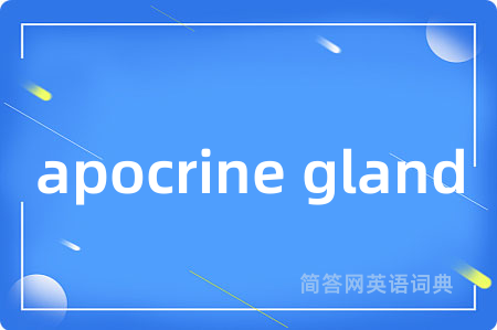 apocrine gland