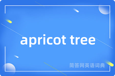 apricot tree