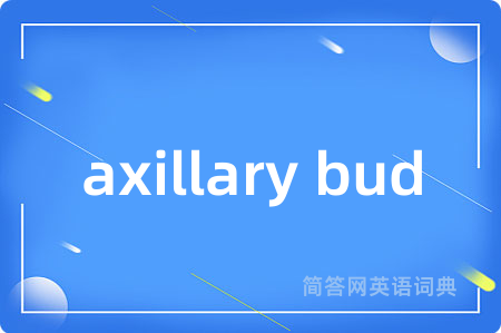 axillary bud