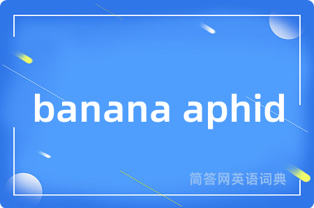 banana aphid
