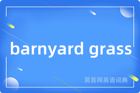 barnyard grass